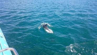 Les dauphins sont revenus à Dinard